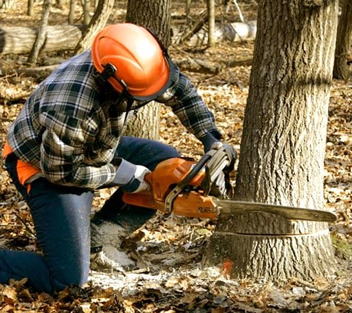 Tree Removal in Philadelphia, MS